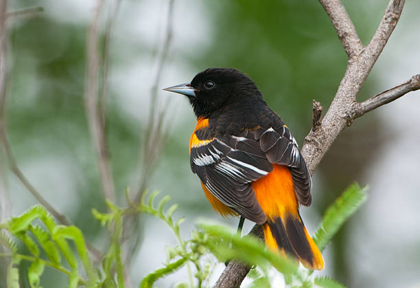 oriol de baltimore - oriole fotografías e imágenes de stock