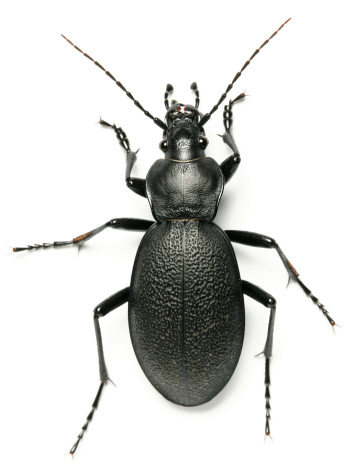 beetle from polish forest
