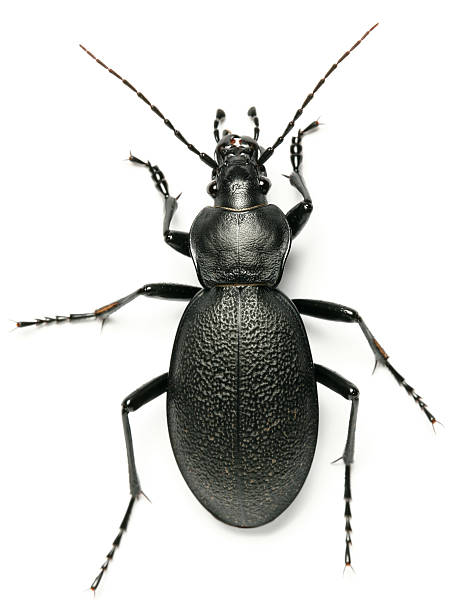 beetle beetle from polish forest beetle stock pictures, royalty-free photos & images