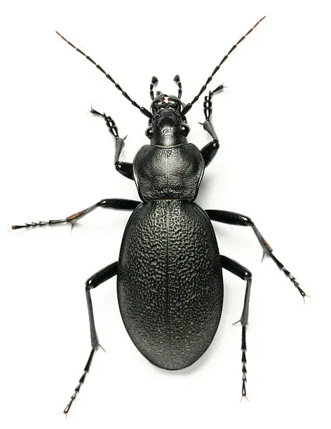 Photo of beetle