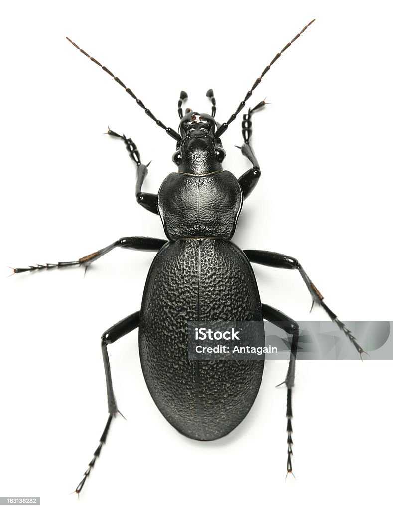 beetle - Zbiór zdjęć royalty-free (Chrząszcz)