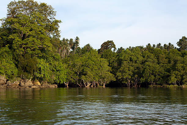 맹그로브 north-술라웨시, 인도네시아 - ecological reserve tree reflection land feature 뉴스 사진 이미지