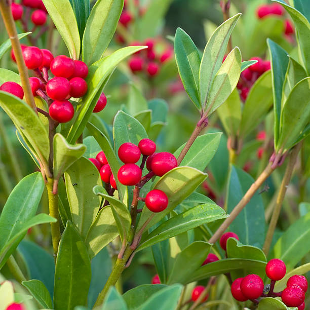 Skimmias are hardy evergreen shrubs and provide welcome colourful winter buds and fragrant spring flowers. They are fairly slow growing rounded shrubs with glossy neat foliage. Skimmias need a lime free soil and prefer shade or partial shade and are ideal for patio pots or where space is limited. Male forms bear flowers whilst female forms bear flowers and berries. Hermaphrodite varieties that produce both flowers and berries are also available.Related images: