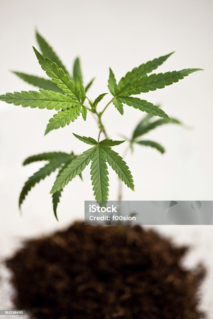 Clone di cannabis - Foto stock royalty-free di Agricoltura