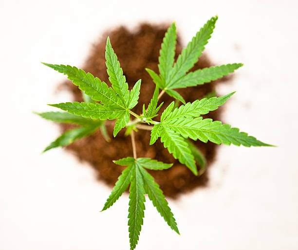 kuvapankkikuvat ja rojaltivapaat kuvat aiheesta ilmakuva marihuanan kasveista ja liasta - cloning
