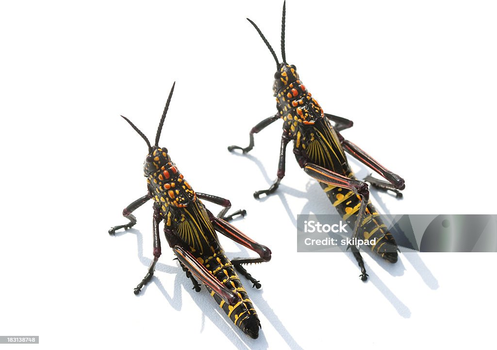 Zwei helle locusts - Lizenzfrei Wanderheuschrecke Stock-Foto