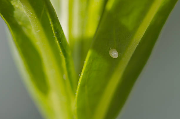 Macro view of single monarch butterfly egg on a leaf of a swan plant. Very shallow depth of field with focus on the egg.