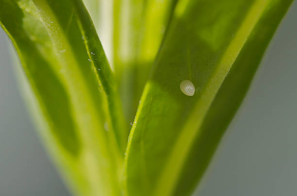 SIngle Monarch Butterfly egg on Swan Plant stock photo