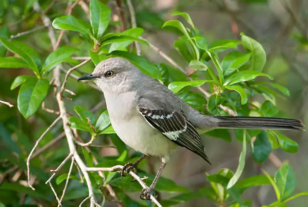 Photo of The Northern Mockingbird sitting in tree