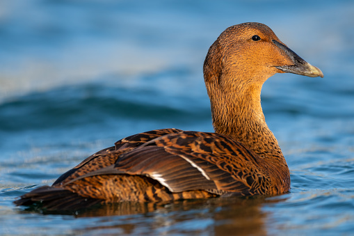 Close-up of female Common Eider duck swimming in blue water in morning sunlight