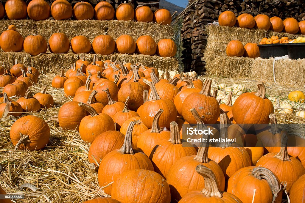 Pumpkin Patch Agriculture Stock Photo