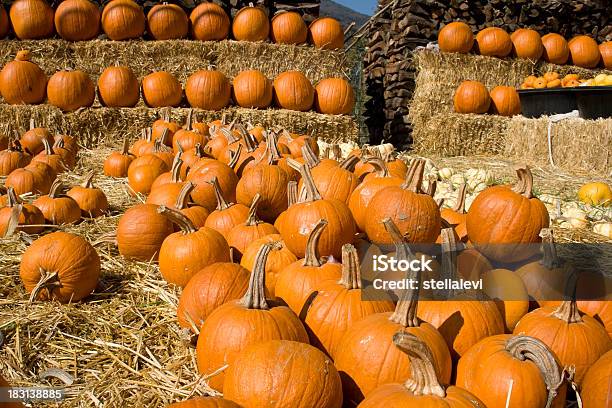 Pumpkin Patch Stock Photo - Download Image Now - Agriculture, Autumn, Celebration Event