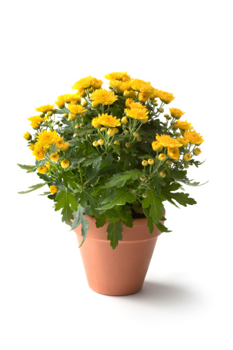 Marguerite daisies and blue flowers bloom next to the ivy in a flowerpot outdoors, top view