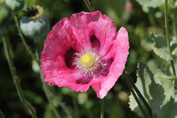 schlafmohn (african somniferum) - poppy flower opium poppy formal garden stock-fotos und bilder