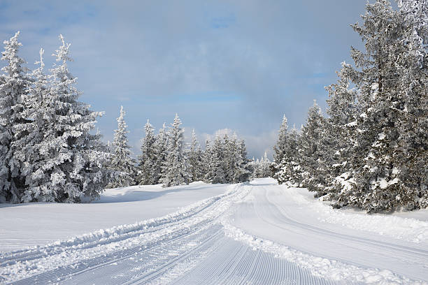 forêt d'hiver - isolated remote plaid nobody photos et images de collection