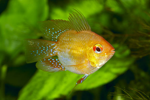 Apistogram Ramirezi sp. My home fish tankCanon 1Ds-mk IIIEOS 100/2.8 macro USM. hobbyist stock pictures, royalty-free photos & images