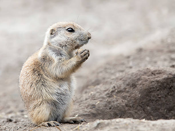 istock Young Groundhog outside its burrow 183139460