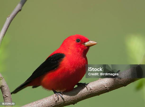 Scarlet Tanager Stock Photo - Download Image Now - Red, Bird, Scarlet Tanager