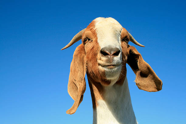 istock Silly Goat with a Big Smile on Blue Sky Background 183139570