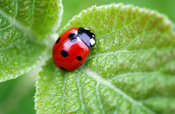 Ladybug on a leaf A beautiful ladybug on a leaf. The picture has a lot of space for text. ladybird stock pictures, royalty-free photos & images