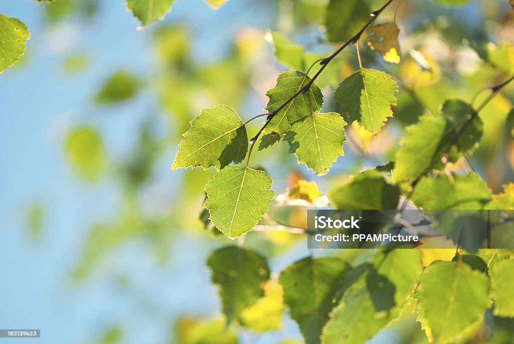 Verde folhas - Royalty-free Abstrato Foto de stock