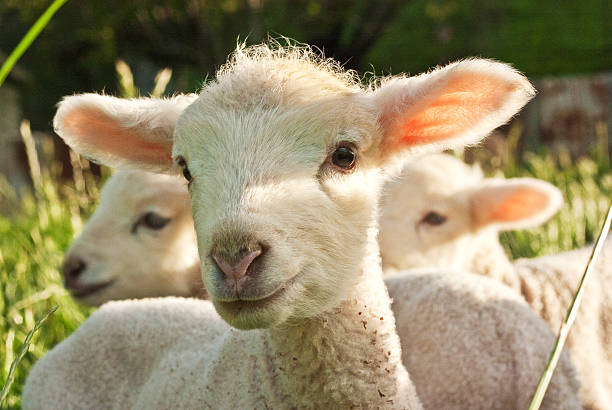 Group of Lambs stock photo