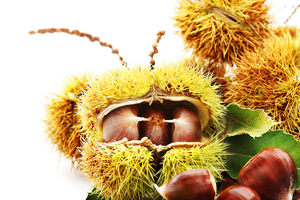 castañas - chestnut sweet food yellow group of objects fotografías e imágenes de stock