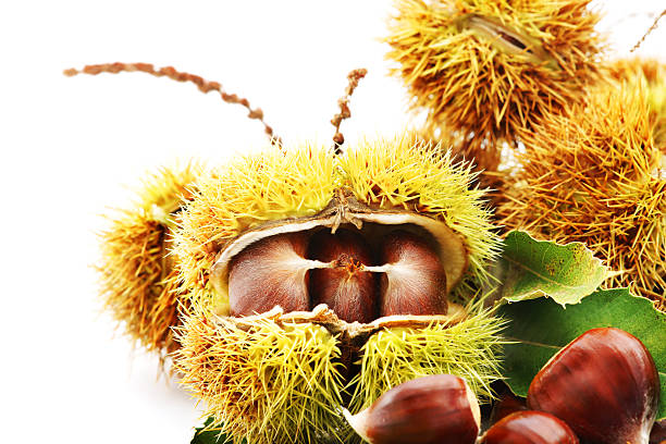 castagne - chestnut sweet food yellow group of objects foto e immagini stock