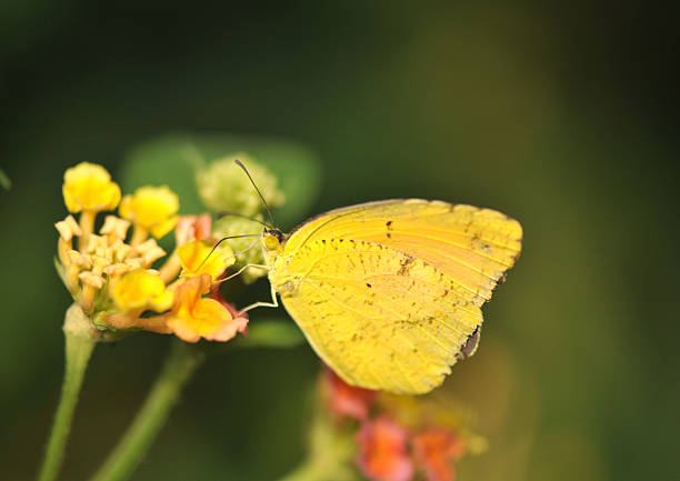 Orange butterfly sitting on a flower.