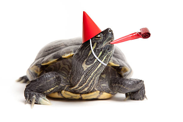 Turtle Wearing Party Hat And Blower An isolated red-eared slider turtle ready for a party. party blower stock pictures, royalty-free photos & images