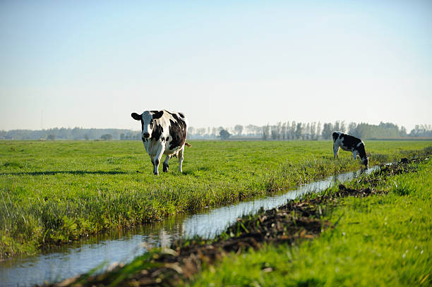 2 つのホルスタイン牛の草地 - horizon over land landscapes farm animals nature ストックフォトと画像