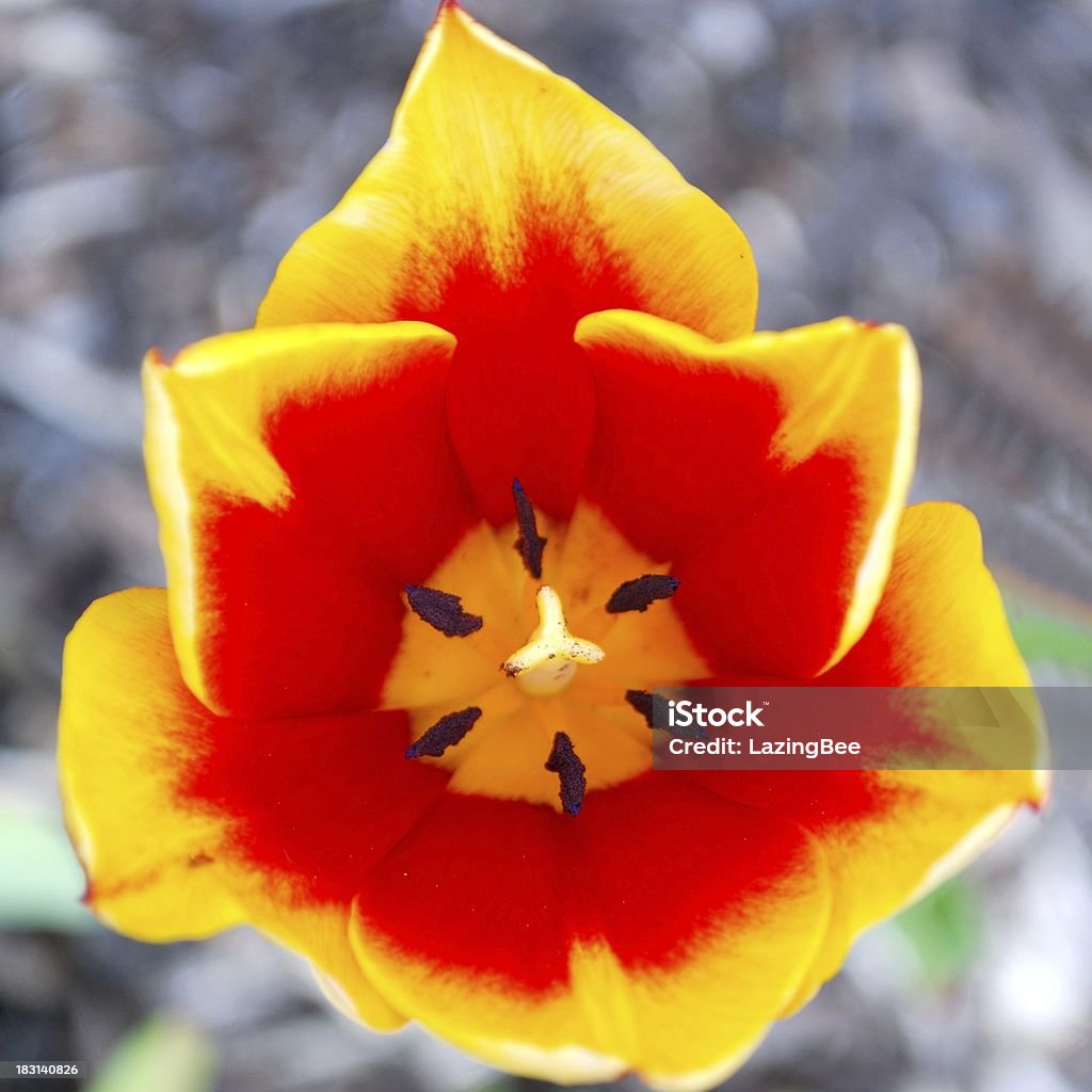 Tulip  Close-up Stock Photo