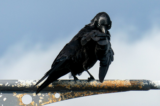 An Australian raven appears to give a stern look at the photographer.  The raven is preening its feathers while perched on a rusty streetlight at Mill Stream Lookout on Botany Bay.  This is adjacent to the third runway of Sydney Kingsford-Smith Airport.  This image was taken on an overcast and stormy afternoon on 2 December 2023.