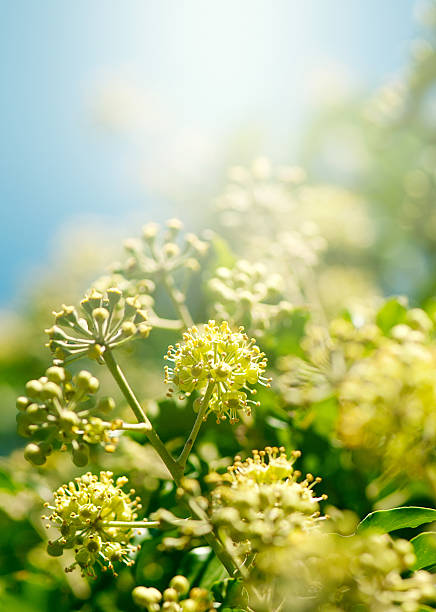 sfondo astratto floreale di primavera - textraum foto e immagini stock