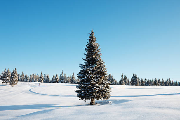 Winter Tree Winter landscape with lonely spruce tree in front. Early morning shot. fir tree stock pictures, royalty-free photos & images