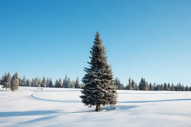 Photo of Winter Tree