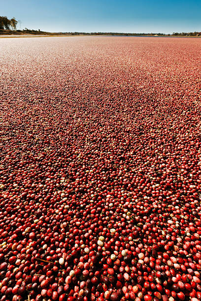istock Wisconsin Cranberry Bog Field During Fall Afternoon Harvest Vt 183140985