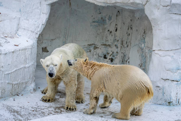 Parent and child polar bears
