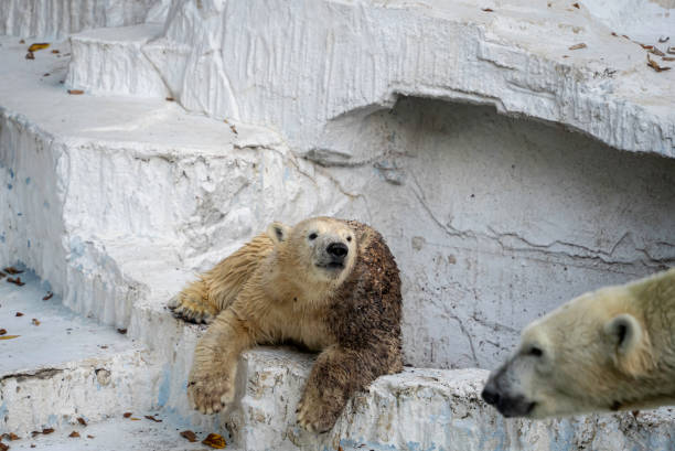 istock Parent and child polar bears 1831419314
