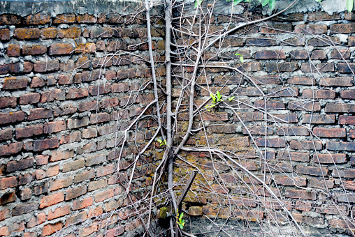 Tree roots growing on the wall.