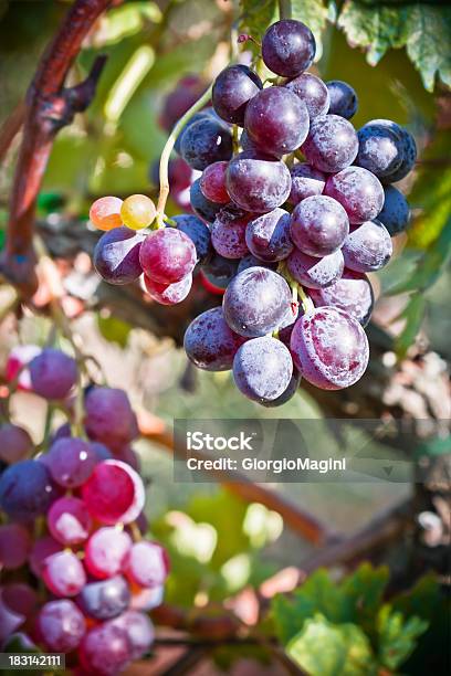 Red Grapes On The Vine Chianti Region In Italy Stock Photo - Download Image Now - Agriculture, Alejandro Foglia, Bunch