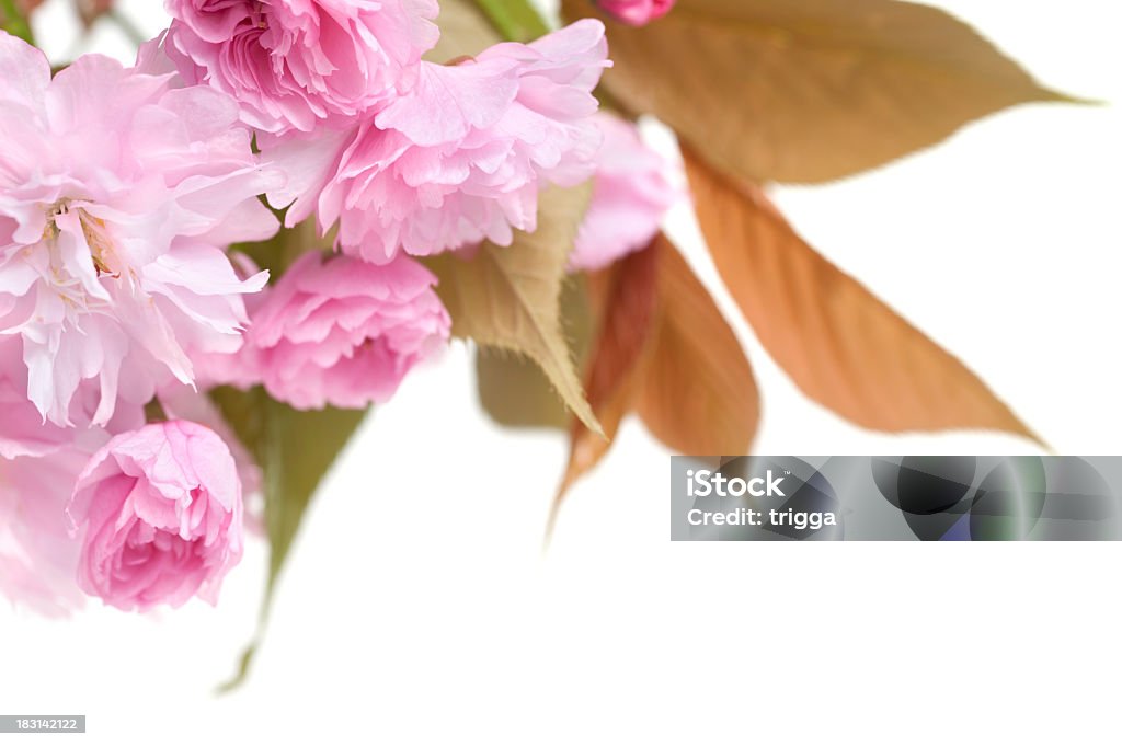 Rosa flor de cerezo y hojas sobre fondo blanco - Foto de stock de Borde libre de derechos