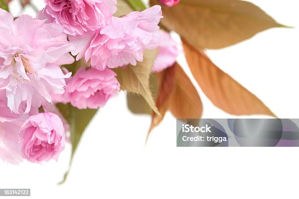 Rosa Flor De Cerezo Y Hojas Sobre Fondo Blanco Foto de stock y más banco de imágenes de Borde - Borde, Color - Tipo de imagen, Detalle de primer plano