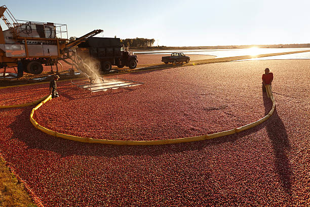 istock Workers Harvesting a Wisconsin Cranberry Bog Farm Flooded Field 183142143