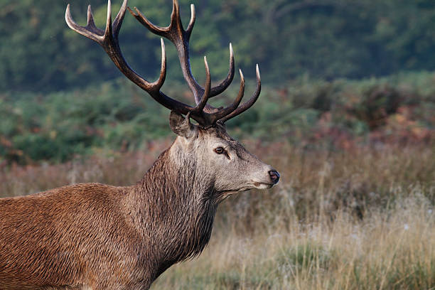 istock Red deer stag in rut autumn profile 183142179