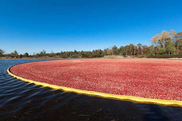 istock Fall Harvest in Wisconsin Cranberry Bog Field Hz 183142343