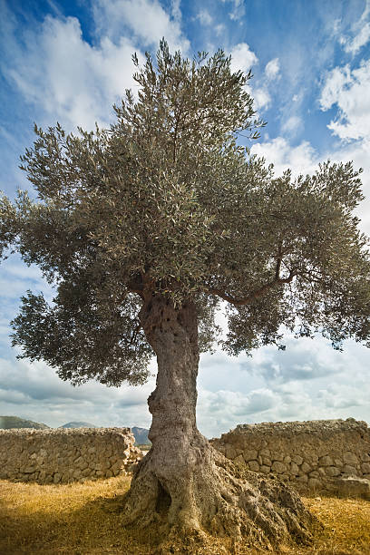 オリーブの木 - olive tree tree root old ストックフォトと画像