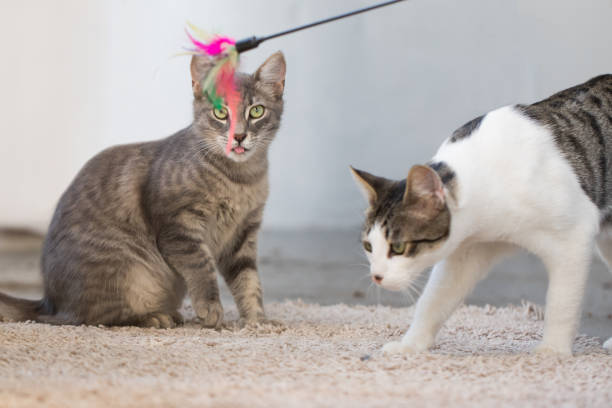istock Funny cat playing toy indoor 1831442543