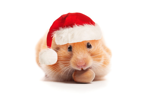 Christmas pet. Golden Hamster in red Santa hat isolated on white background closeup portrait