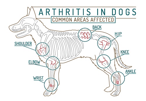 Arthritis, osteoarthritis in dogs. Common disease. Veterinarian infographics. Medical concept. Animal health. Editable isolated vector illustration in outline style on a white background